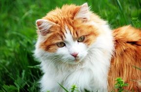 portrait of a red cat on a background of green grass
