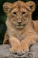 portrait of a lion cub in a natural environment