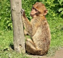 barbary ape in wildlife