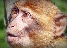 thinking barbary ape