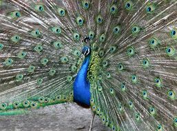 beautiful Peacock with wide open Tail feathers