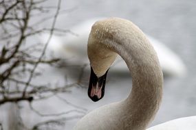 picture of the Swimming swan in nature, denmark