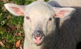 Sheep in the spring
