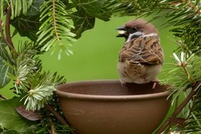 foraging sparrow in the garden