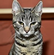 portrait of a sleepy domestic cat