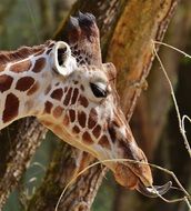 Giraffe head photo