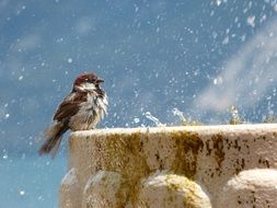 Sparrow on the fountain