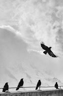 black birds on white sky background