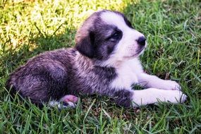 Shepherd puppy is lying on the grass