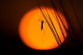 Silhouette Insect