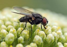 fly on a yellow yarrow close up