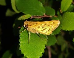 fiery skipper in wildlife