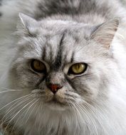 beautiful grey Cat Face