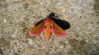 orange butterfly dozes on a stone