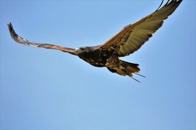 gray buzzard at high altitude