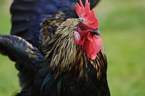 proud black cock