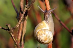 snail on a branch of a bush