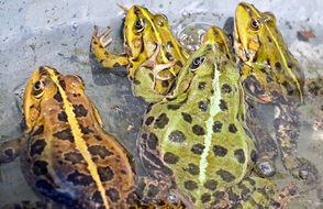green frogs in the water