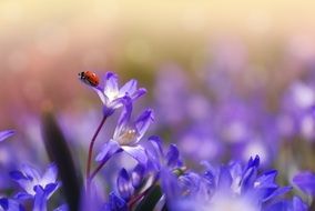 ladybug on purple flowers close up on a blurred background