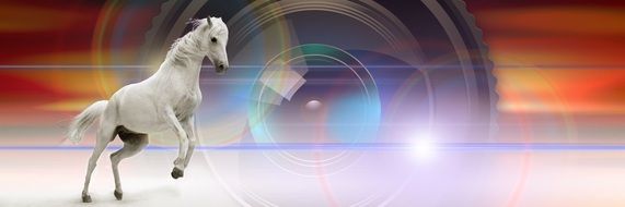 white horse in photo of wild nature