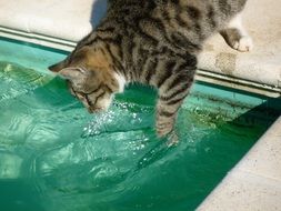 Cat is fishing in the pool