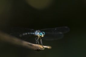 dragonfly with bright blue eyes in the dark