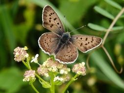 Brown butterfly in spring