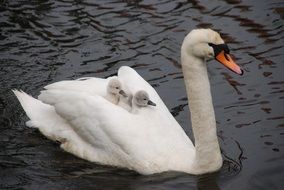 chic Young Small Swan