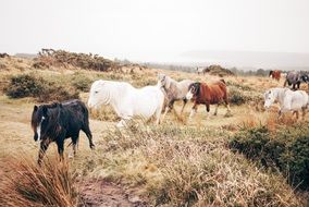 Wild Horses in autumn landscape