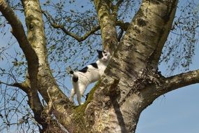 black-white cat on a tree