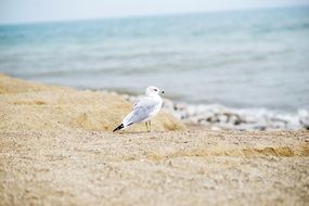 cute and beautiful Seagull