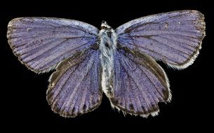 lycaeides melissa samuelis, dried Butterfly, Macro