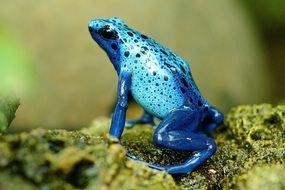 Exotic blue frog