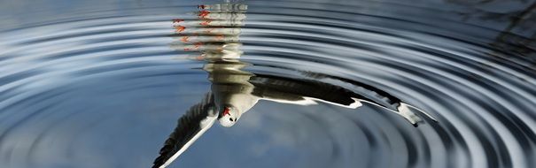 bird reflection in water