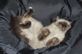 sleeping cat on the soft armchair