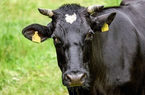 beautiful black cattle