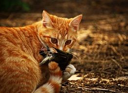 red cat with prey