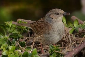 warbler in nest close up
