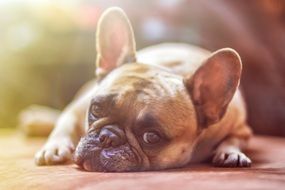 cute French Bulldog lays down looking up