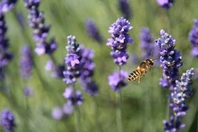 Black and yellow bee flying among the violet lavender flowers