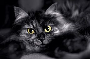 dark grey cat with green eyes