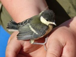 chick bird on hands