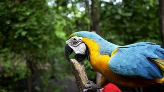 parrot in the forest in its natural habitat