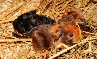 cute guinea pigs
