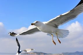 white seagull with big wings in a flight