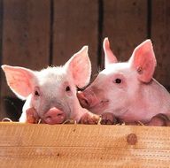 pink piglets in a wooden corral