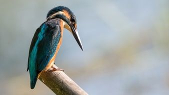 colorful Kingfisher, side view