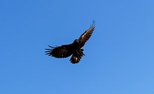 American Crow Flying in blue sky