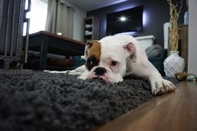 spotted boxer lies on the carpet