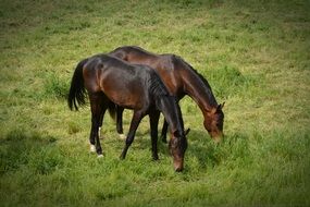 two bay Horses on pasture